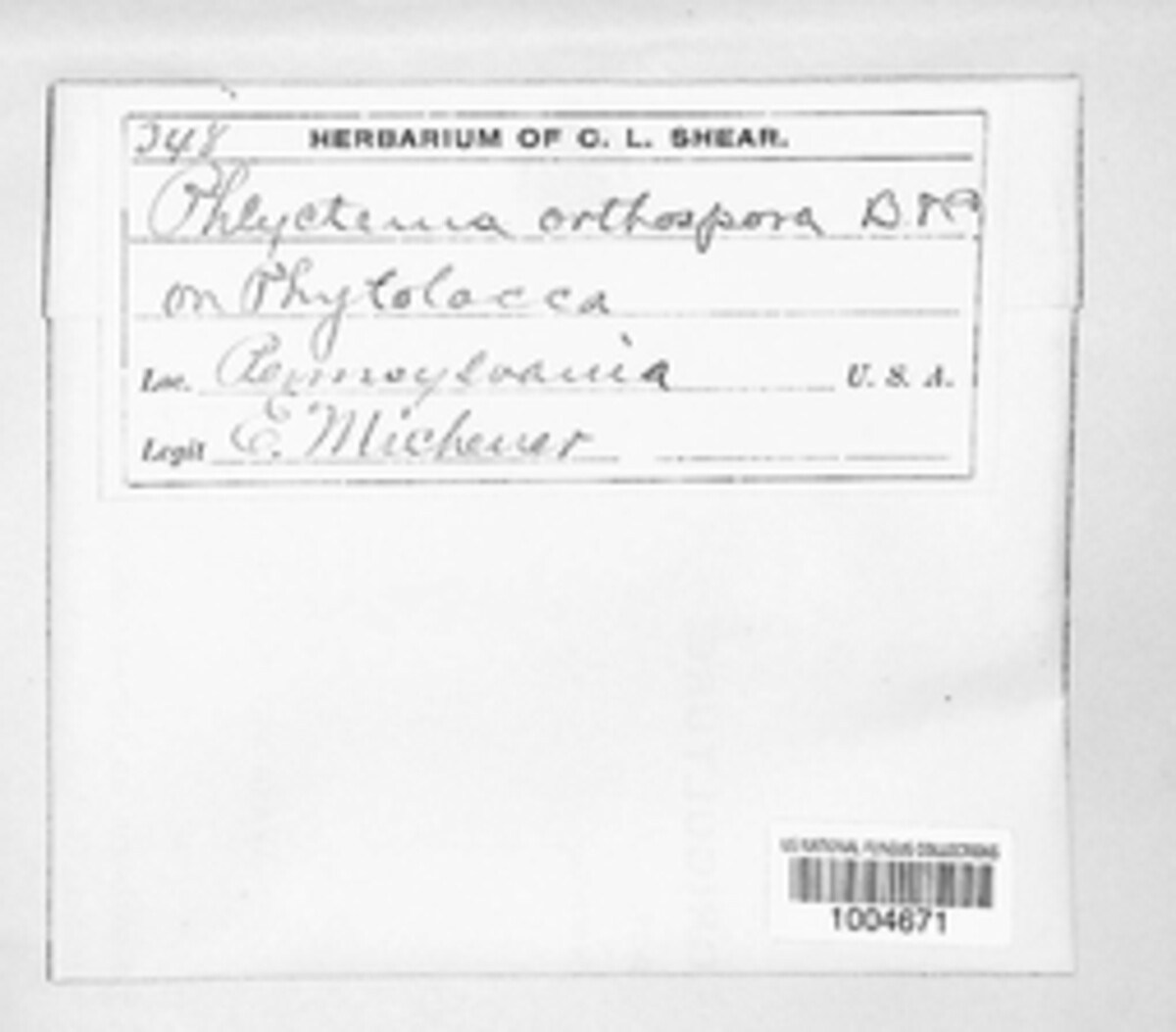 Phlyctema orthospora image